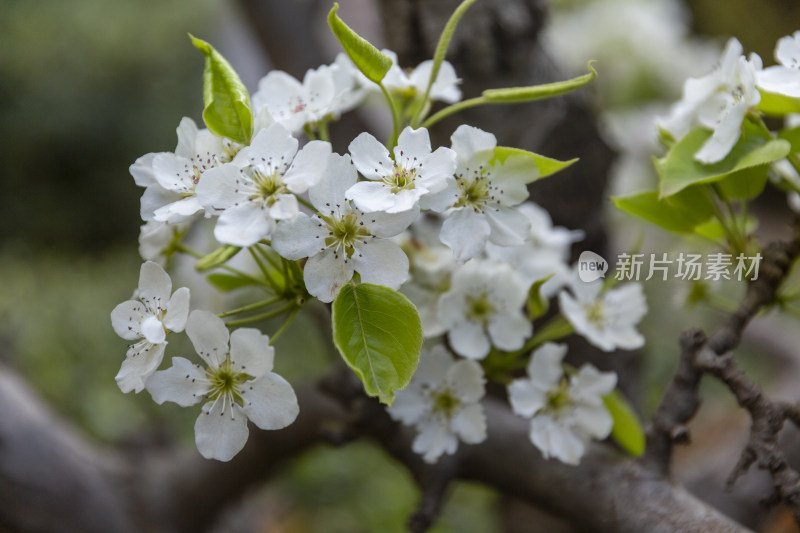 花卉植物梨花春季