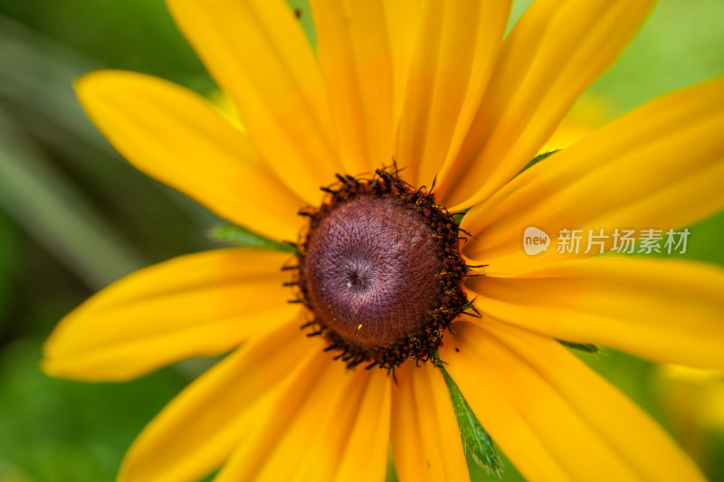 植物鲜花花朵花蕊黑心菊黑心金光菊