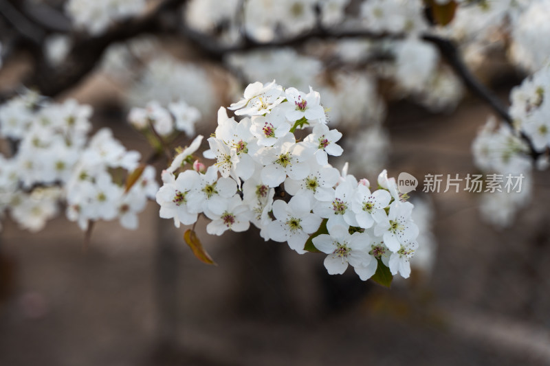 梨花生机户外风光梨花盛开