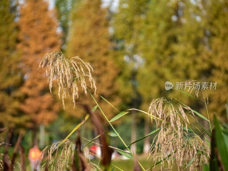 野外开花植物特写