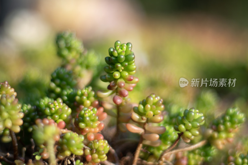 多肉植物背景