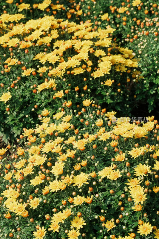 北京国家植物园菊花展