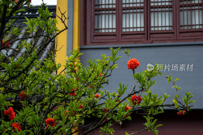 南京鸡鸣寺风光，石榴花与古建筑