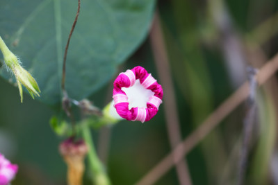 漂亮的野生牵牛花特写拍摄