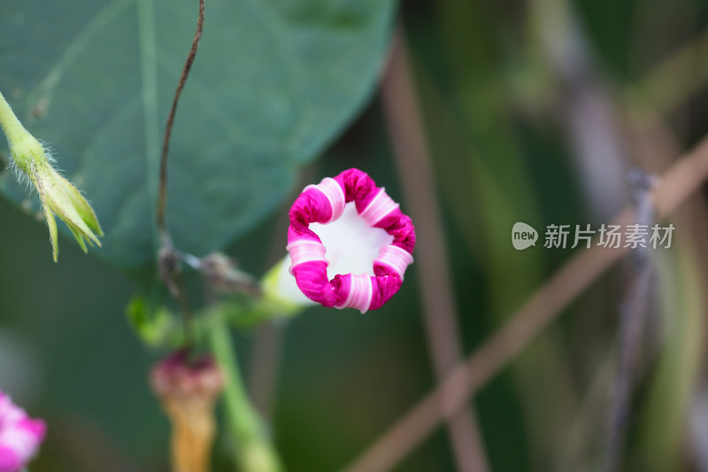 漂亮的野生牵牛花特写拍摄