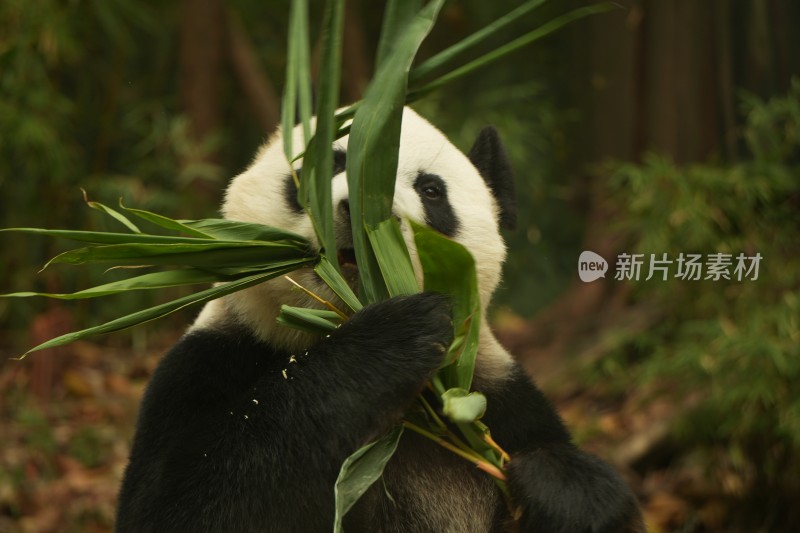 大熊猫萌萌吃竹子的可爱模样