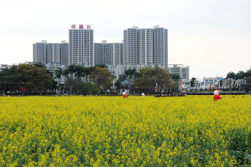 广东东莞：莲湖风景区油菜花田