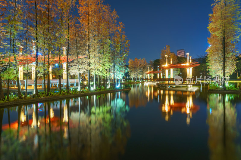 佛山千灯湖公园落羽杉红叶与城市湖泊夜景