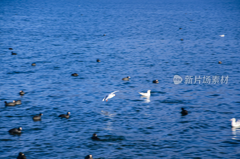 云南丽江泸沽湖海鸥水鸟野生动物