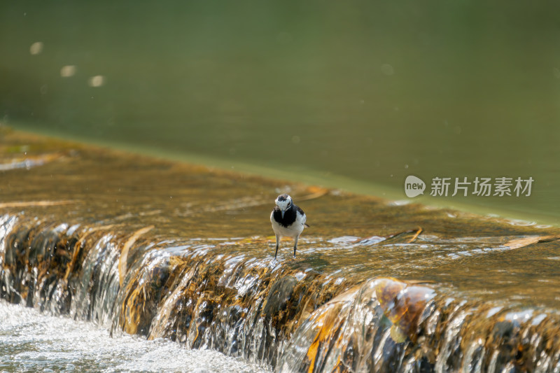 溪流旁的白鹡鸰