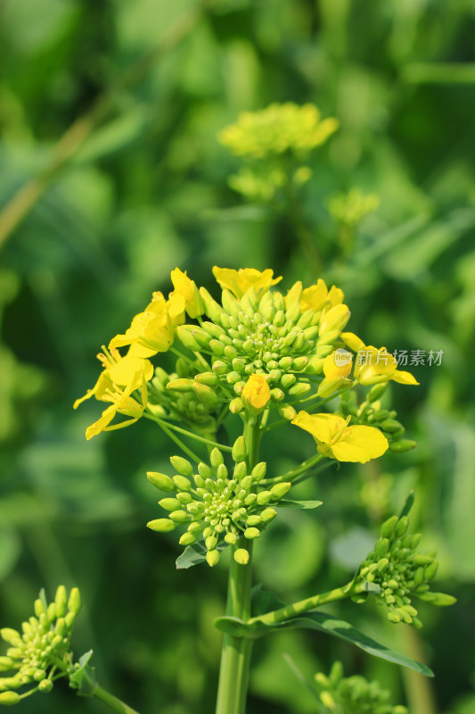 金灿灿的油菜花特写