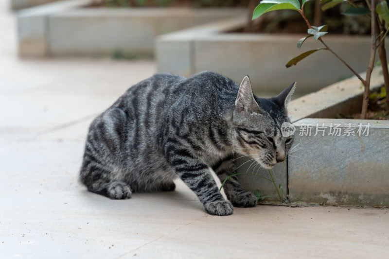 户外的狸花猫