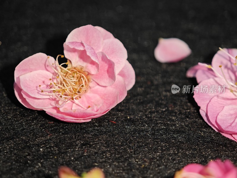 地面上的粉色花朵