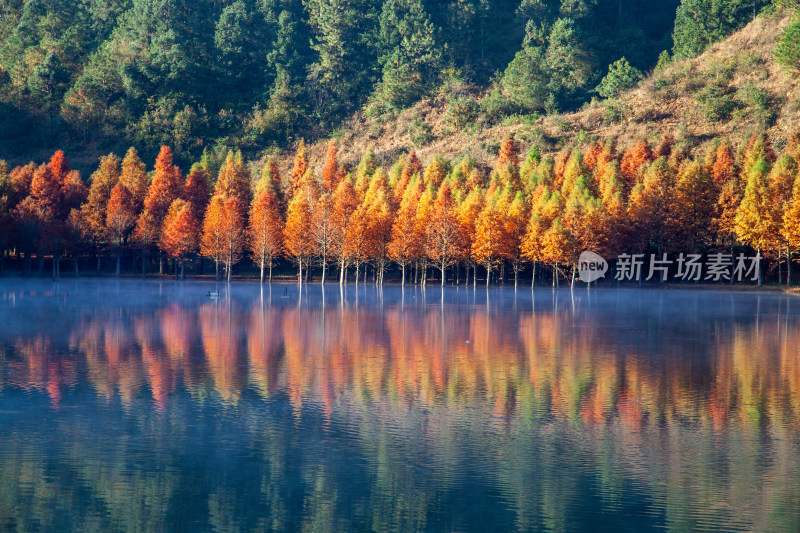 云南省寻甸县三月三水库水杉林