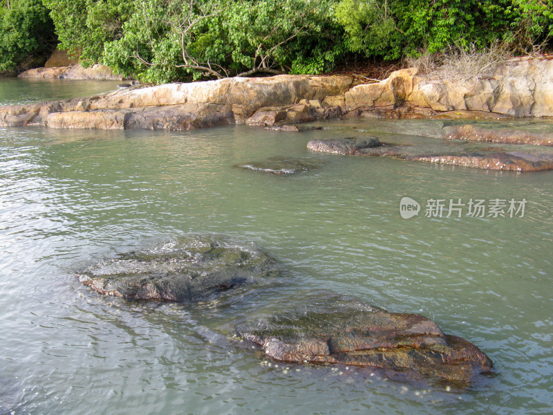 新加坡乌敏岛海边的植物与枯树