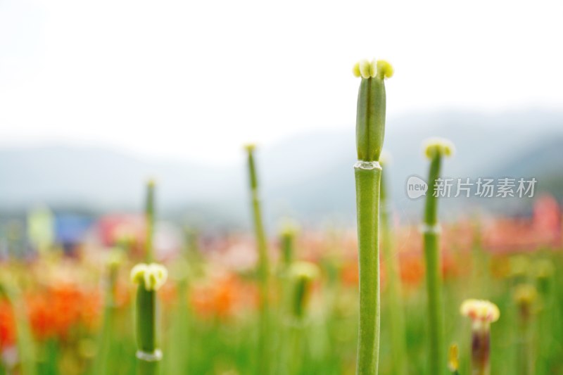 春天万物复苏植物发芽