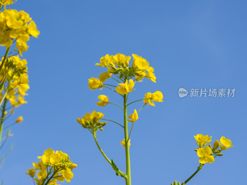 春天春风吹动蓝色天空下的油菜花