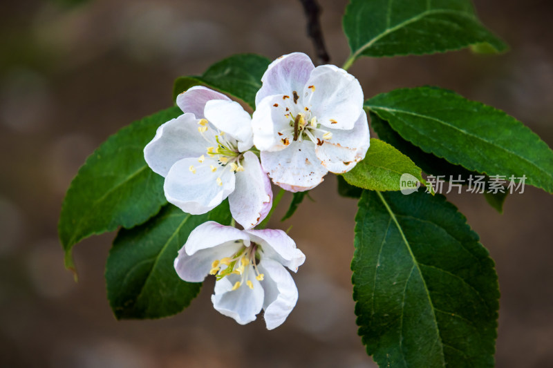 盛开的苹果花海棠花白色花朵春天清新