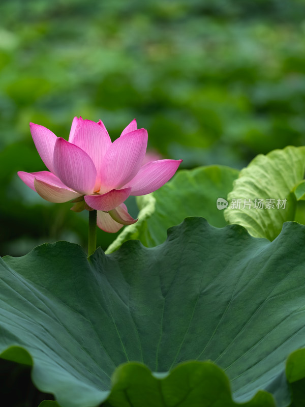 夏季荷塘粉红色莲花盛开