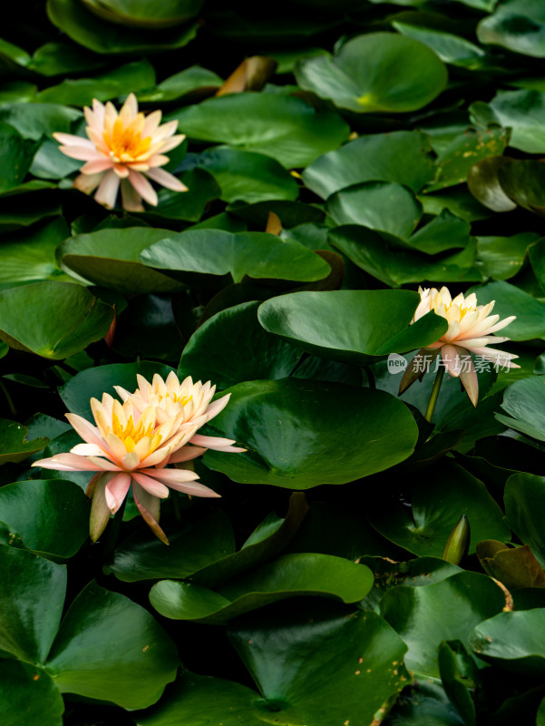 池塘睡莲莲花盛开