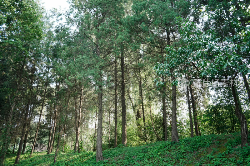 北京圆明园公园树林风景