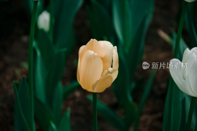 植物园的郁金香花卉特写