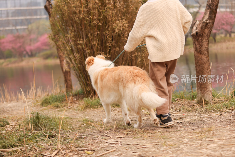 一个小男孩牵着他的宠物边境牧羊犬