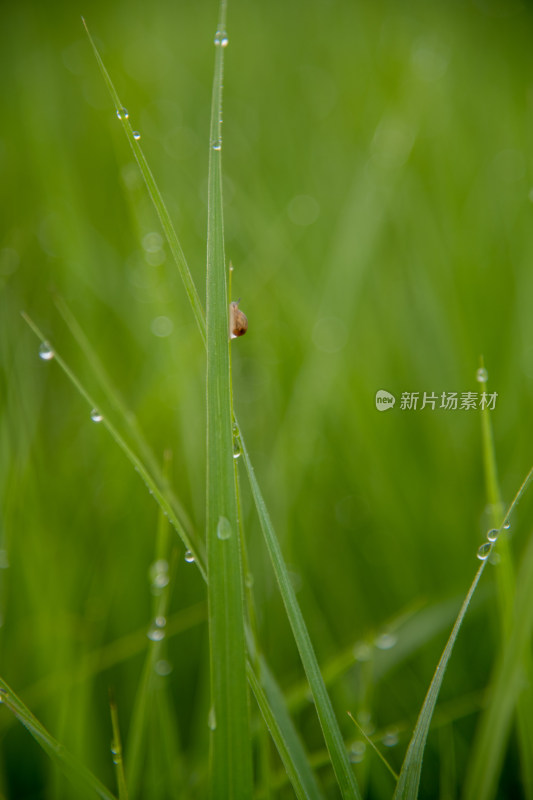 绿草水珠