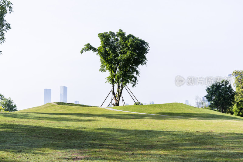 阳光下一棵绿树的风景照片