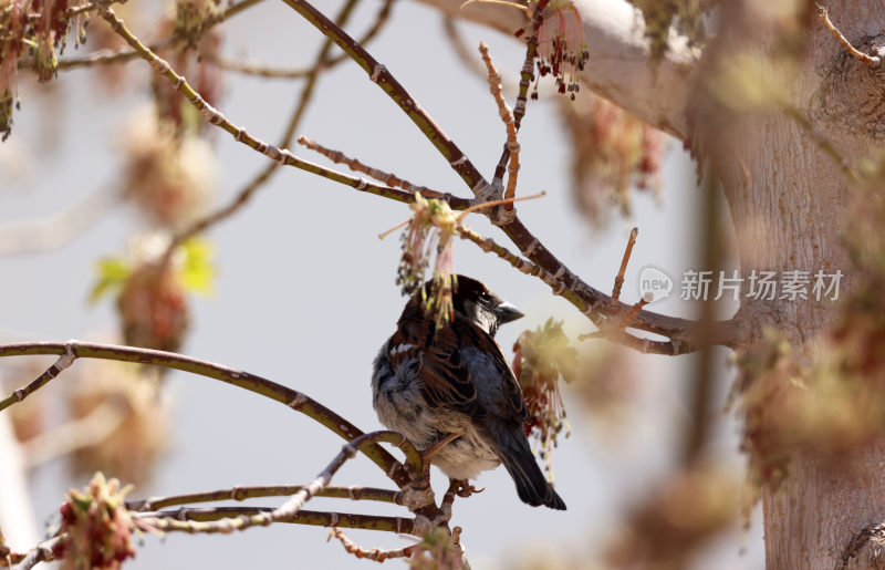 可可西里野生动物高原鸟