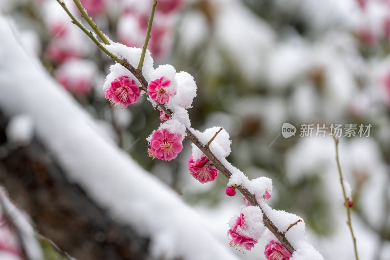 春天公园里雪中盛开的梅花