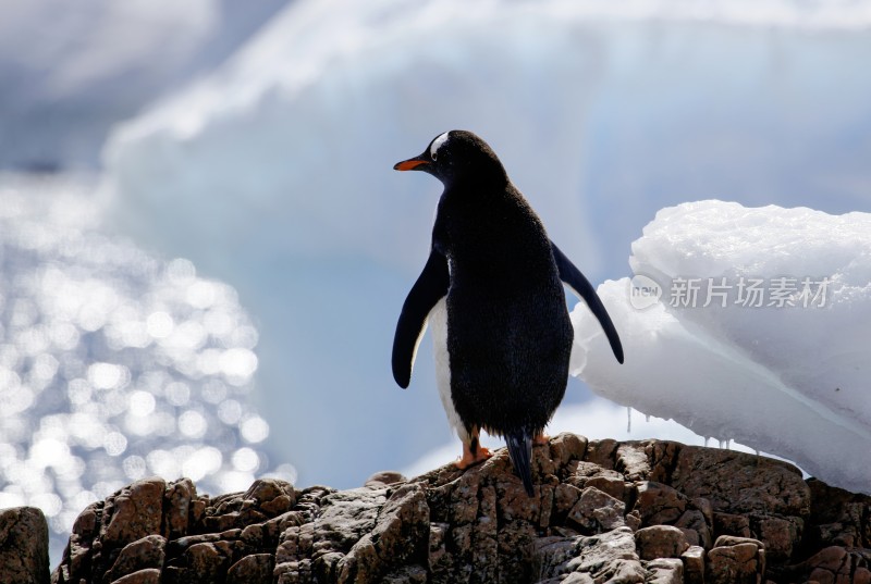 南极巴布亚企鹅（Gentoo Penguin）