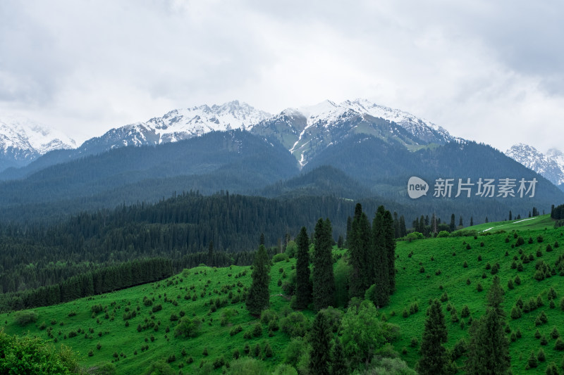 新疆伊犁恰西雪山森林草原风光