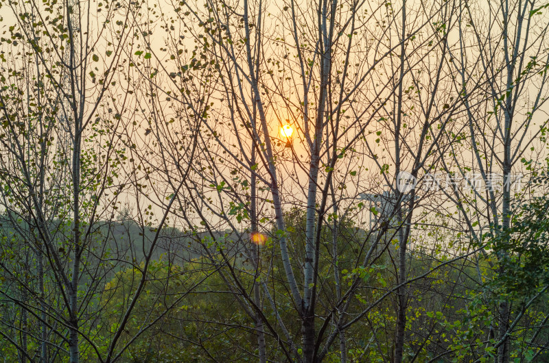 夕阳穿过杨树林