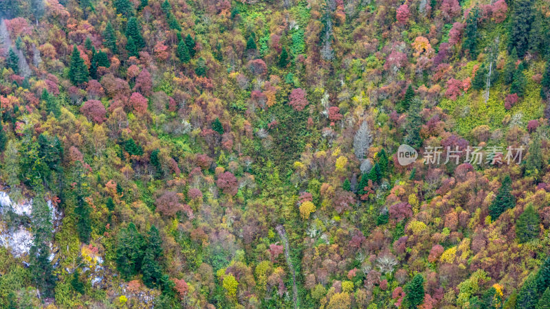 阿坝州黄龙风景名胜区秋色