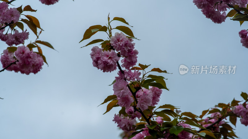 春季樱花素材