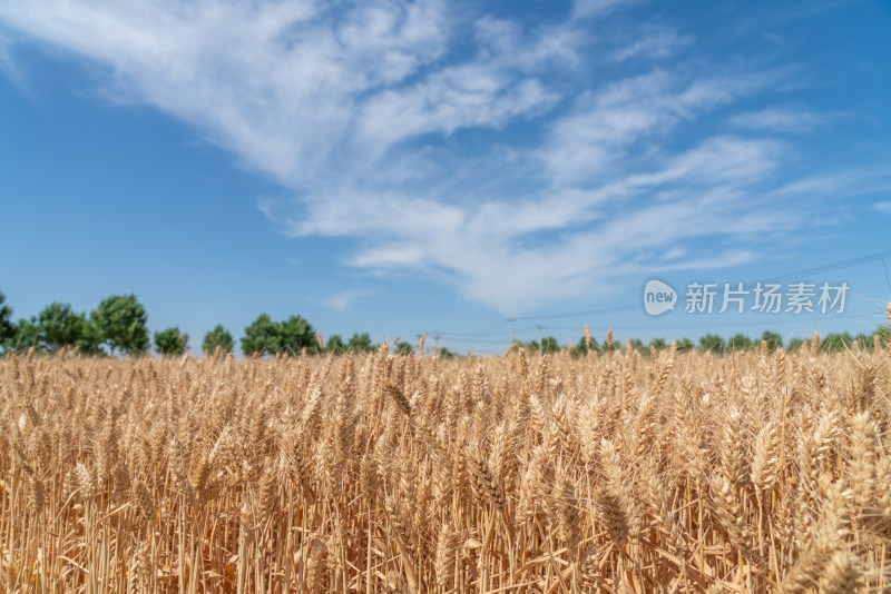 麦田麦子麦穗