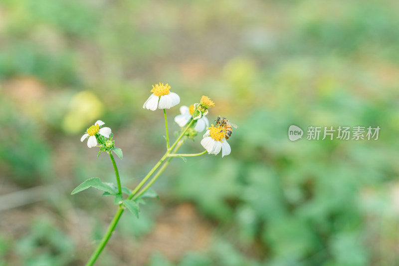 蜜蜂在花上授粉的特写镜头