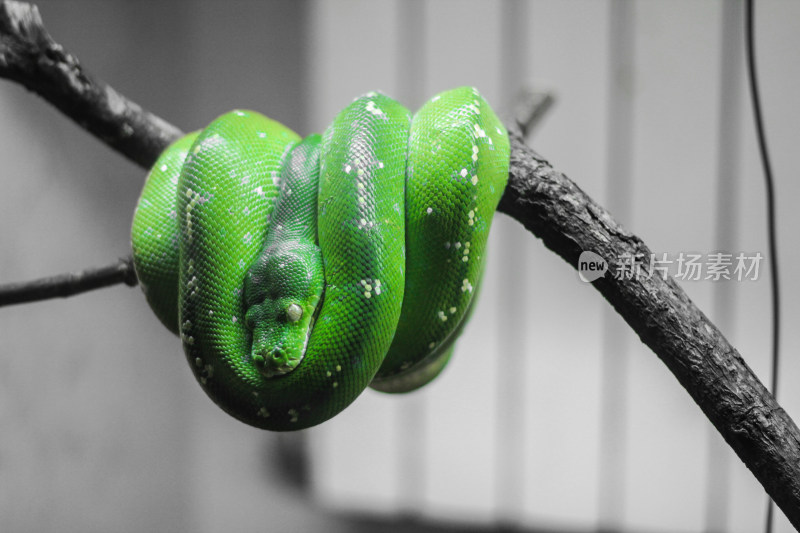 盘踞在树枝上的绿色蛇