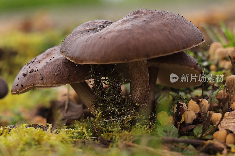 野生菌野生菌蘑菇生长环境菌类山菌