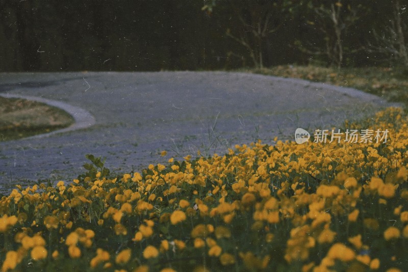 黄色花海