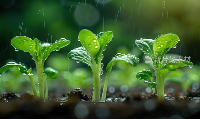 小雨嫩芽雨露滋润幼苗春天清新水滴背景