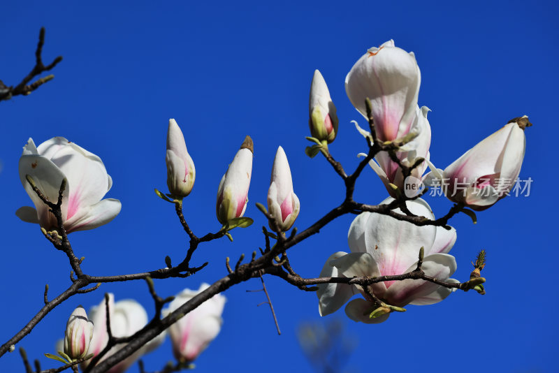 春暖花开春意浓