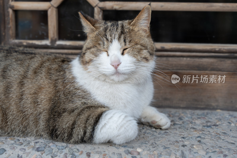 小猫晒太阳趴在窗台上休息