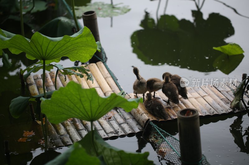 杭州风光 西湖风光