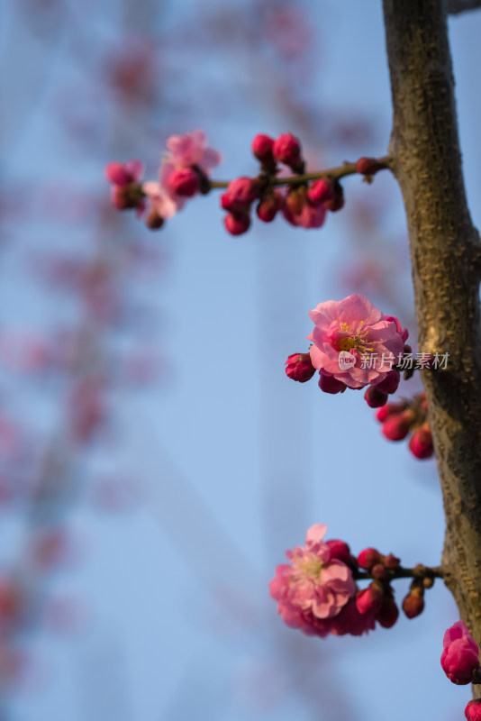 春暖花开粉红色梅花开放自然风景特写