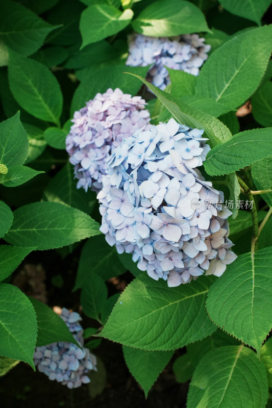 北京花乡公园彩色绣球