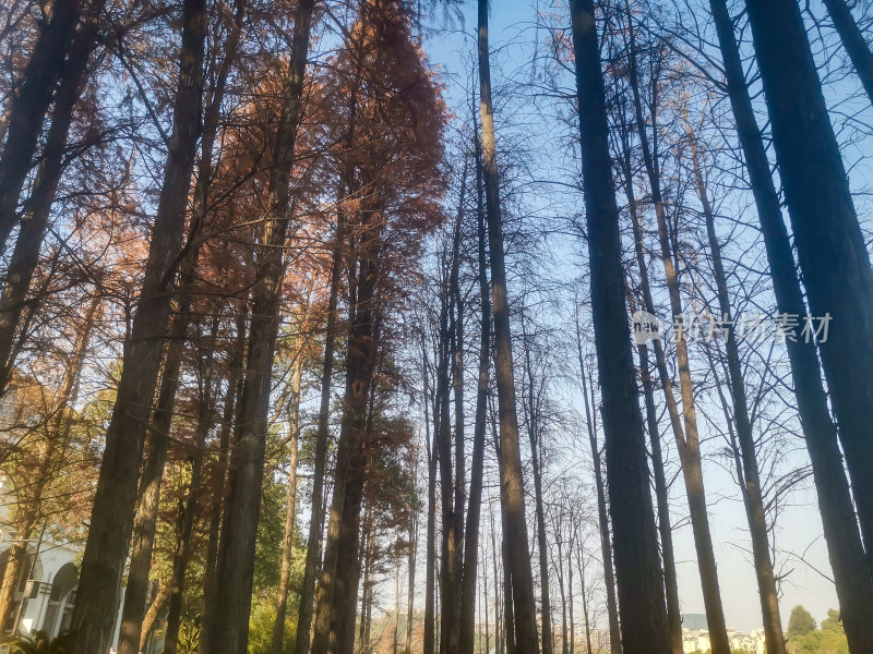 秋天枯黄植物水杉