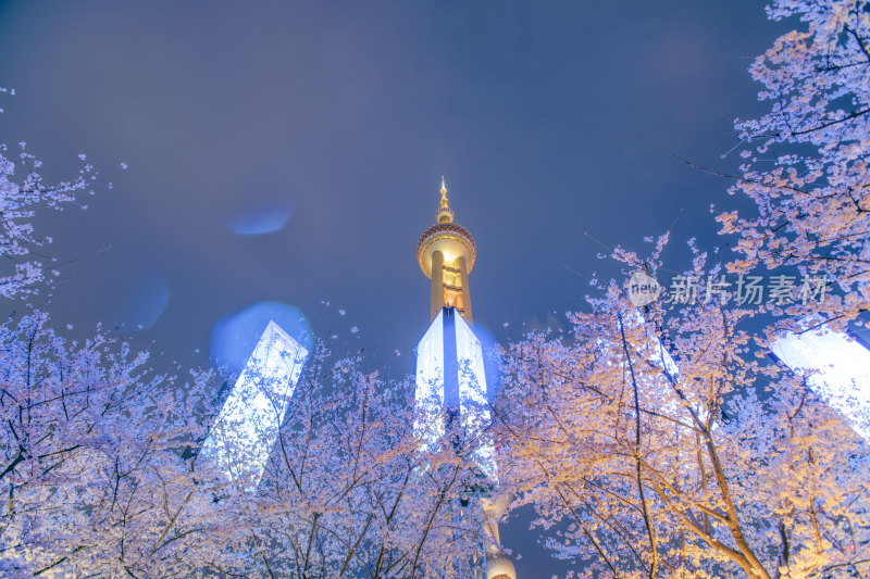 上海东方明珠电视塔与夜晚的樱花
