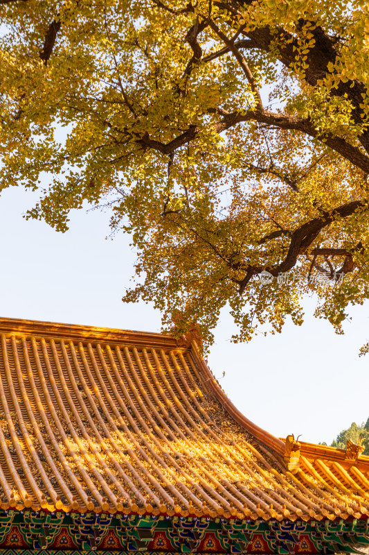 山东济南淌豆寺秋天黄色千年银杏树叶美景